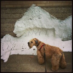 Look outs, Ella! Snow Monster iz hongree! - click to view - mousewheel to zoom